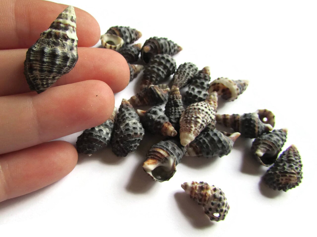 25 9mm to 29mm Black Spiral Seashell Beads Natural Beads Beach Beads Sea Shell Beads